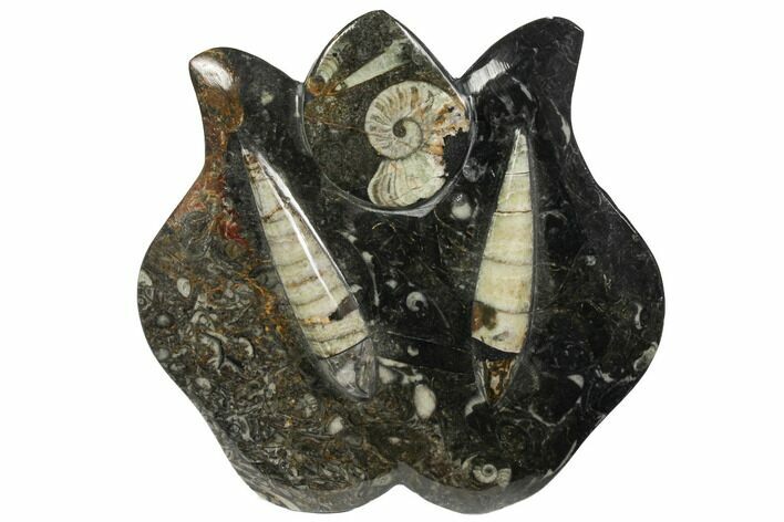 Fossil Goniatite & Orthoceras Sculpture - Morocco #111026